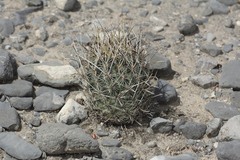 Ancistrocactus scheeri