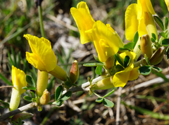Chamaecytisus ratisbonensis