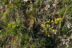 Chamaecytisus ratisbonensis