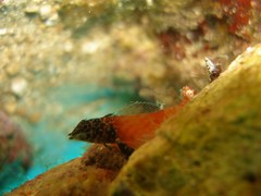 Tripterygion melanurus