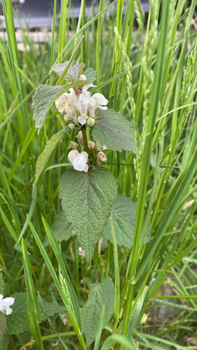 White deadnettle