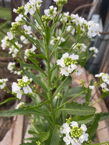 Horseradish