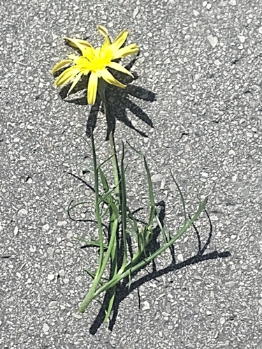 Scorzonera cana, photograph 6