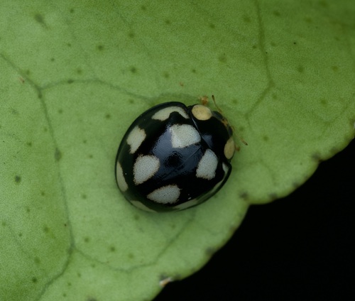 Phrynocaria gratiosa observed 2026-05-11