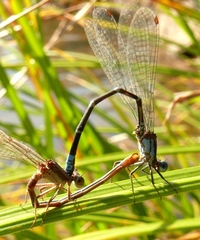 Argia sedula