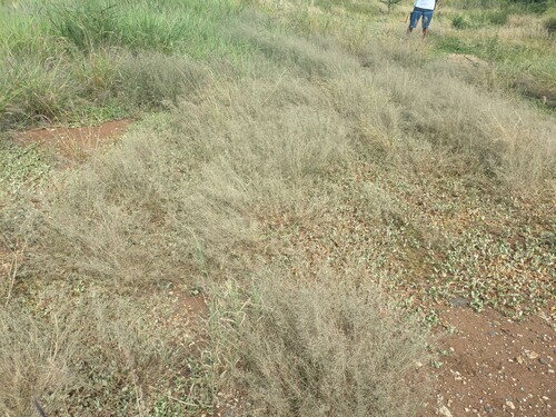 Eragrostis barrelieri, photograph 6