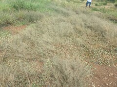Eragrostis barrelieri, photograph (c) Kevin Faccenda, some rights reserved (CC BY)