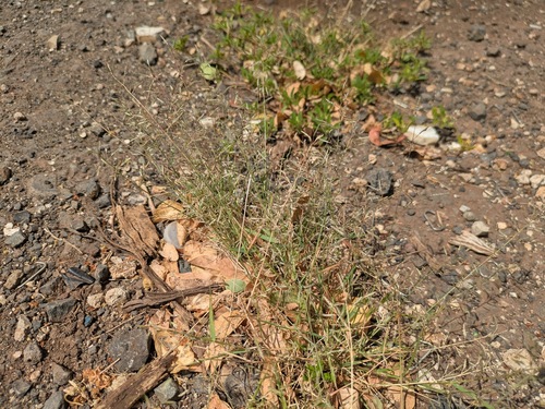 Eragrostis barrelieri observed 2026-05-14