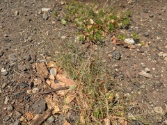 Eragrostis barrelieri, photograph (c) Kevin Faccenda, some rights reserved (CC BY)