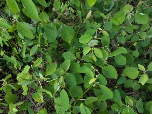 Euphorbia graminea observed 2026-05-14