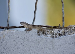 Anolis sagrei