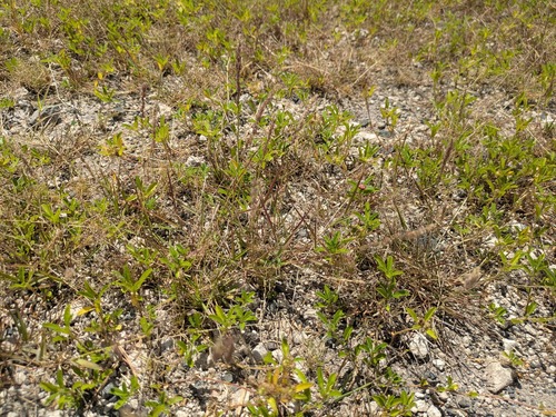 Gophertail lovegrass (Eragrostis ciliaris)
