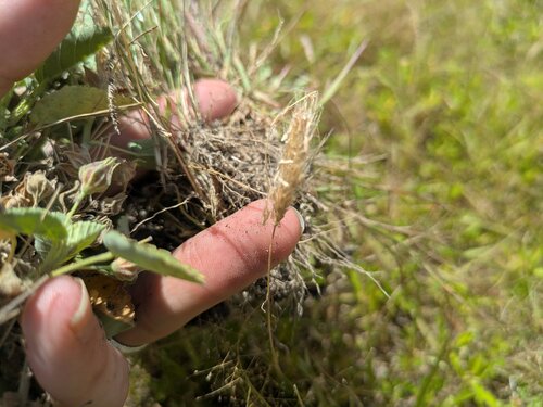 Chloris virgata observed 2026-05-14