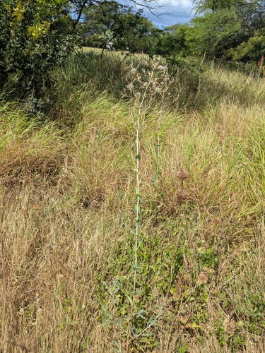Lactuca sativa observed 2026-05-14