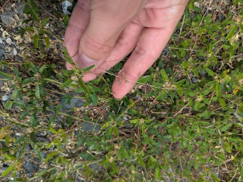 Eragrostis barrelieri observed 2026-05-14