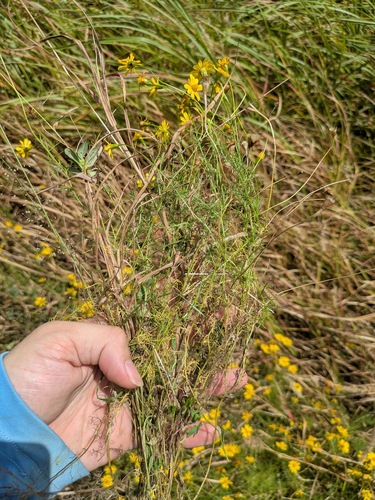 Thymophylla tenuiloba observed 2026-05-14