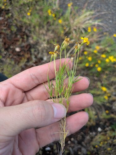 Thymophylla pentachaeta, 2026-05-14