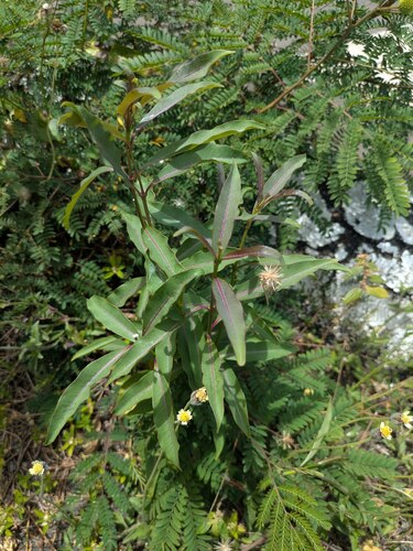 Cryptostegia grandiflora