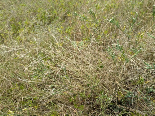 Eragrostis pectinacea observed 2026-05-14