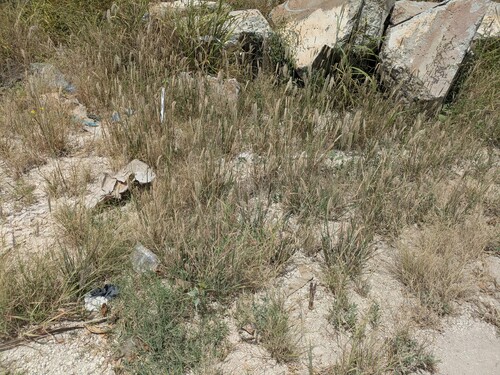 Chloris virgata observed 2026-05-14