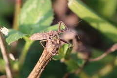 Heteroptera