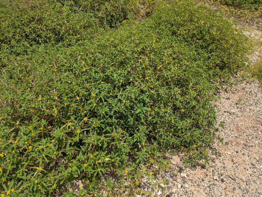 Flaveria trinervia; photograph (c) Kevin Faccenda, some rights reserved (CC BY)
