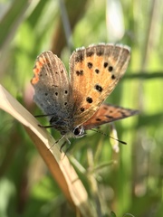 Lycaena phlaeas daimio