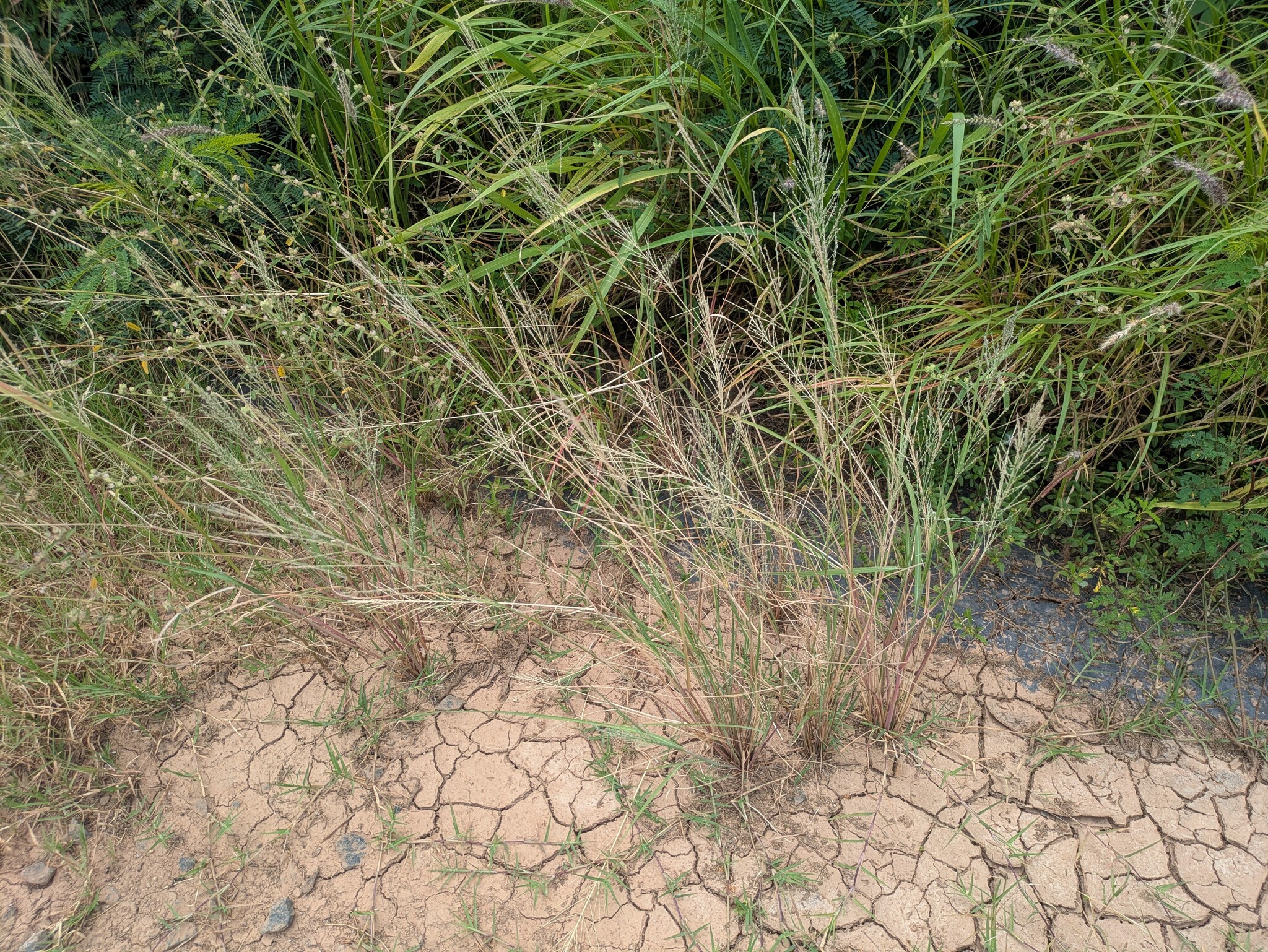 Imagem de Capim-arroz