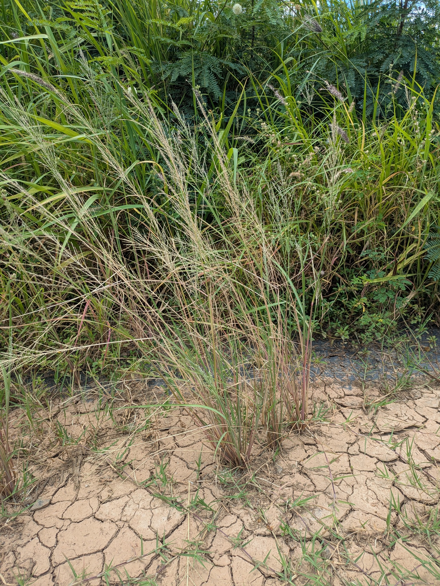 Imagem de Capim-arroz
