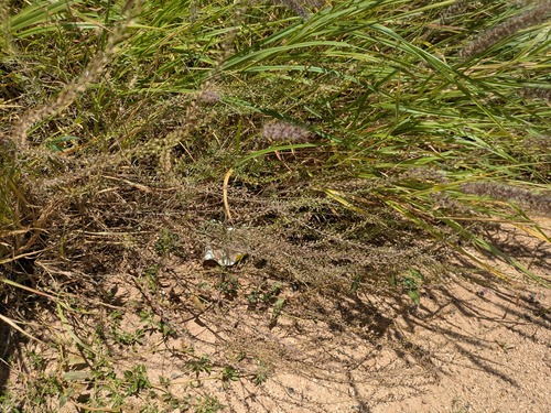 Lepidium africanum observed 2026-05-14