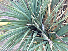 Yucca madrensis