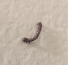 Geometridae