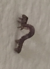 Geometridae