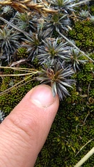 Celmisia laricifolia