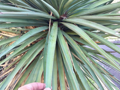 Yucca madrensis