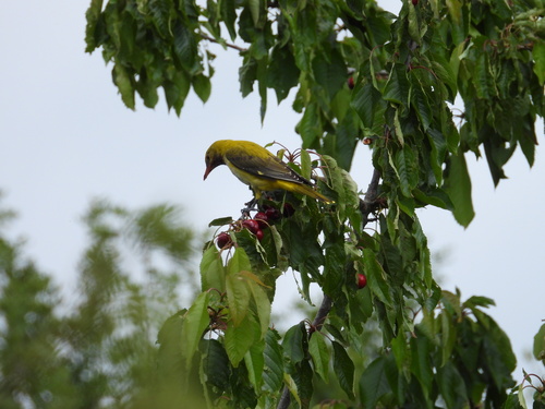 Eurasian Golden Oriole