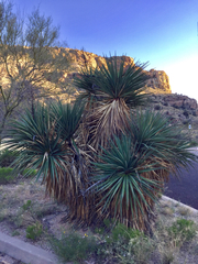 Yucca madrensis