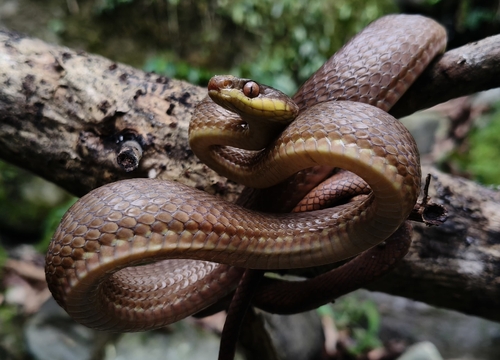 Stoliczka's Asian Cat Snake