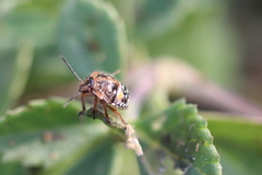 Pentatomidae