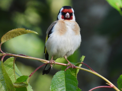 European Goldfinch