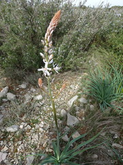 Asphodelus cerasiferus