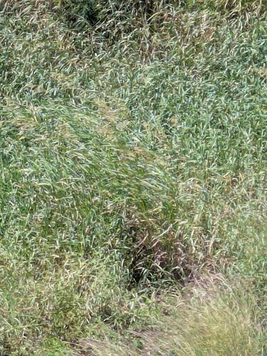 Sorghum drummondii observed 2026-05-14