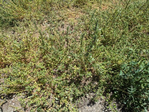 Amaranthus polygonoides, 2026-05-14