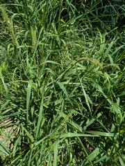 Setaria adhaerens, photograph (c) Kevin Faccenda, some rights reserved (CC BY)