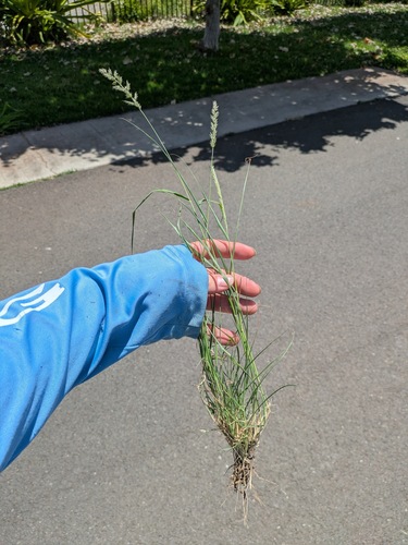 Enneapogon cenchroides observed 2026-05-14