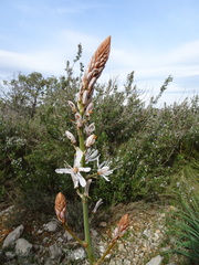 Asphodelus cerasiferus