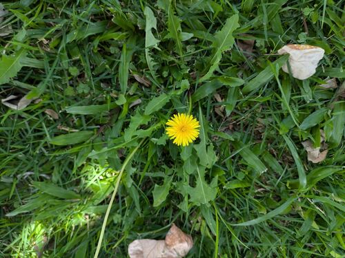 Taraxacum officinale observed 2026-05-14