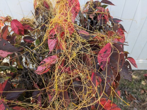 Cuscuta pentagona observed 2026-05-14
