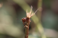 Pentatomidae