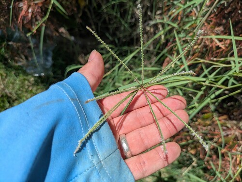 Cynodon nlemfuensis, photograph 3